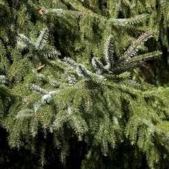 Serbisk Søjlegran Picea Omorika Potte 5,0 Liter,- 50-60 Cm. -Osmoz Naturens Butik p1470 52797 picea omorika c401