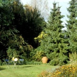 Serbisk Søjlegran Picea Omorika Potte 5,0 Liter,- 50-60 Cm. -Osmoz Naturens Butik p1470 52798 picea omorika 8840