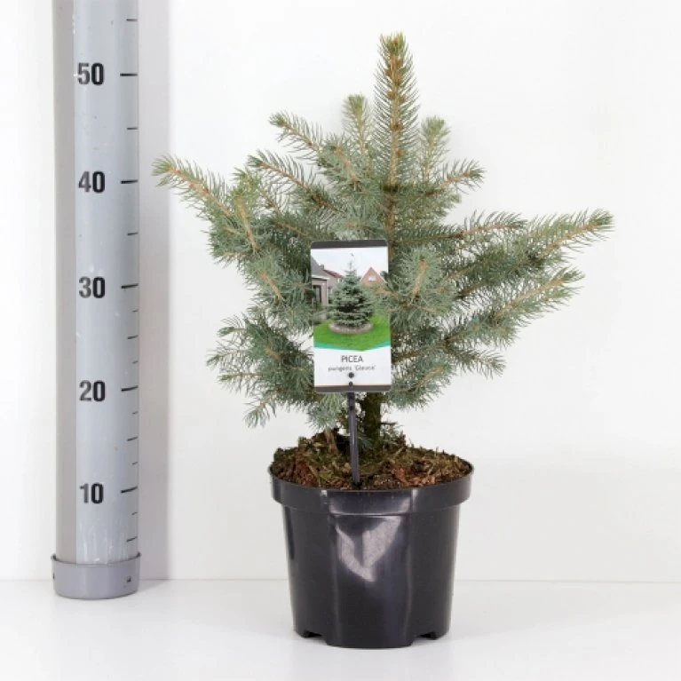 Blågran 'Glauca' Picea Pungens 'Glauca' Potte 3,0 Liter,- 30-40 Cm. 3 Blågran 'Glauca' Picea Pungens 'Glauca' Potte 3,0 Liter,- 30-40 Cm.