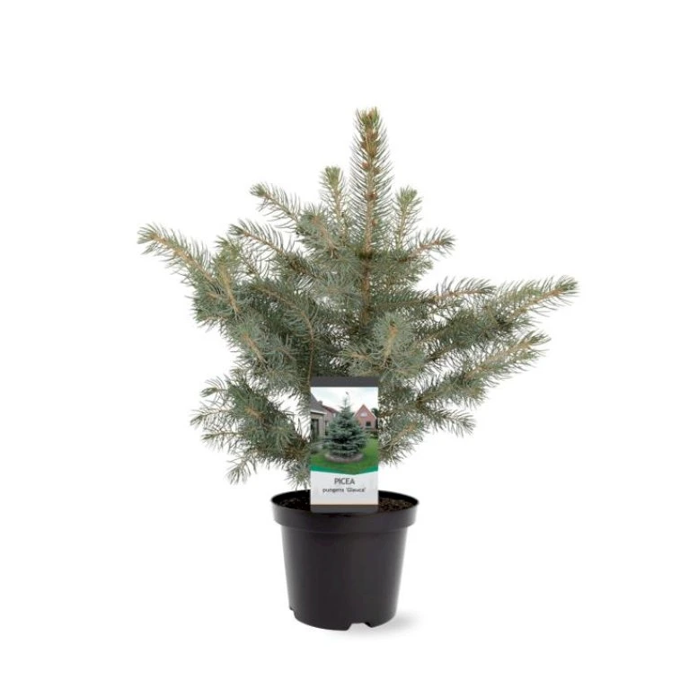 Blågran 'Glauca' Picea Pungens 'Glauca' Potte 3,0 Liter,- 30-40 Cm. 5 Blågran 'Glauca' Picea Pungens 'Glauca' Potte 3,0 Liter,- 30-40 Cm. - Billede 3