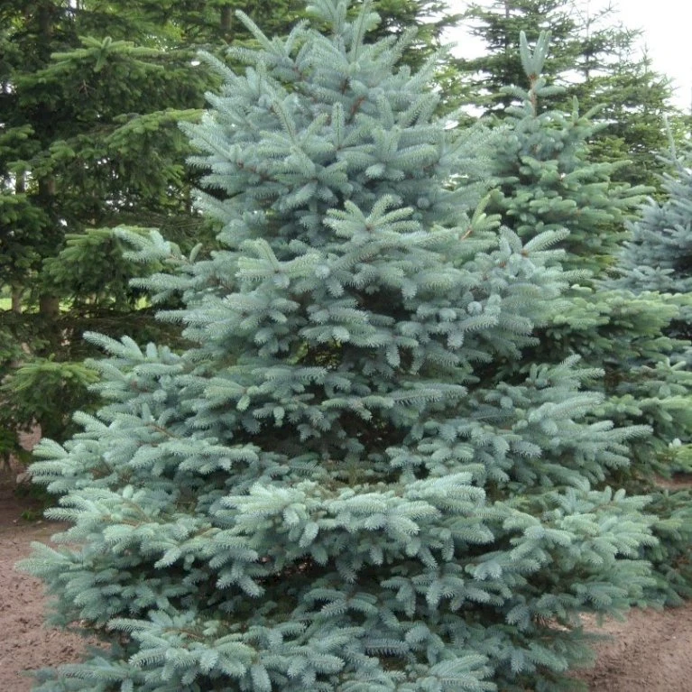 Blågran 'Glauca' Picea Pungens 'Glauca' Potte 3,0 Liter,- 30-40 Cm. 7 Blågran 'Glauca' Picea Pungens 'Glauca' Potte 3,0 Liter,- 30-40 Cm. - Billede 5
