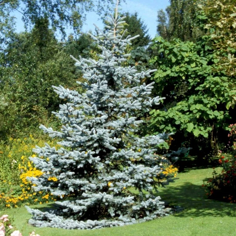 Blågran 'Glauca' Picea Pungens 'Glauca' Potte 3,0 Liter,- 30-40 Cm. 8 Blågran 'Glauca' Picea Pungens 'Glauca' Potte 3,0 Liter,- 30-40 Cm. - Billede 6
