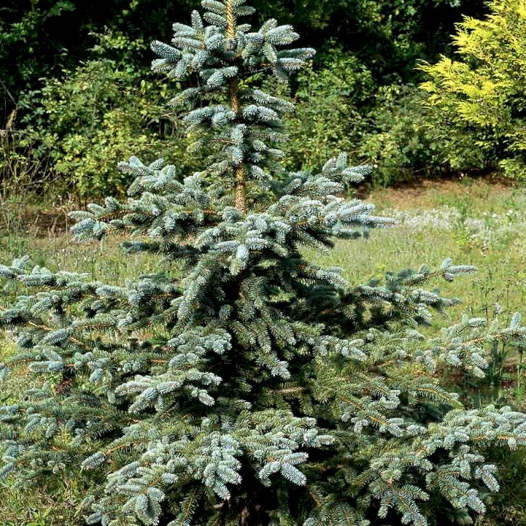 Blågran 'Glauca' Picea Pungens 'Glauca' Potte 3,0 Liter,- 30-40 Cm. 9 Blågran 'Glauca' Picea Pungens 'Glauca' Potte 3,0 Liter,- 30-40 Cm. - Billede 7