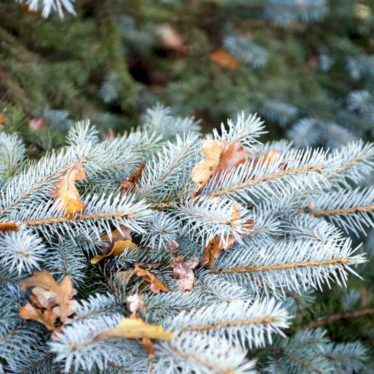Blågran 'Glauca' Picea Pungens 'Glauca' Potte 3,0 Liter,- 30-40 Cm. 10 Blågran 'Glauca' Picea Pungens 'Glauca' Potte 3,0 Liter,- 30-40 Cm. - Billede 8
