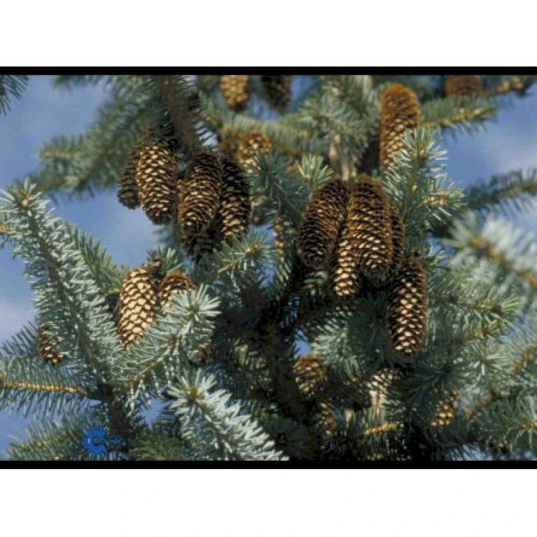 Sitkagran Picea Sitchensis Barrods,- 3 års (2/1) 30-60 Cm. 3 Sitkagran Picea Sitchensis Barrods,- 3 års (2/1) 30-60 Cm.