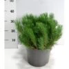 Bjergfyr 'Mughus' Pinus Mugo 'Mughus' Potte 7,5 Liter 40-60 Cm. -Osmoz Naturens Butik p1491 41612 pinus mugo mughus 5758