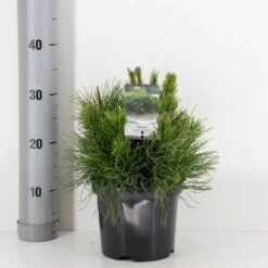 Krybende Bjergfyr 'Pumilio' Pinus Mugo Var. 'Pumilio' Potte 3,0 Liter,- 20-25 Cm. -Osmoz Naturens Butik p1493 33856 pinus mugo var pumilio e070