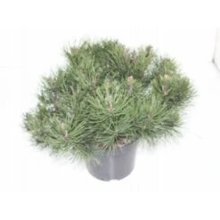Krybende Bjergfyr 'Pumilio' Pinus Mugo Var. 'Pumilio' Potte 3,0 Liter,- 20-25 Cm.