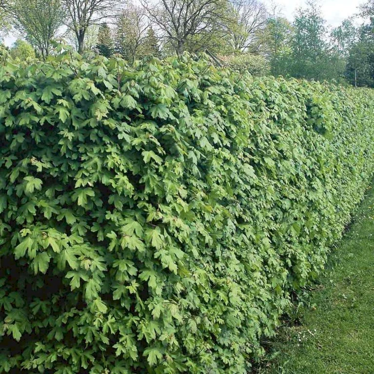 Naur Acer Campestre Barrods,- 2 års (2/0) 80-120 Cm. 3 Naur Acer Campestre Barrods,- 2 års (2/0) 80-120 Cm.