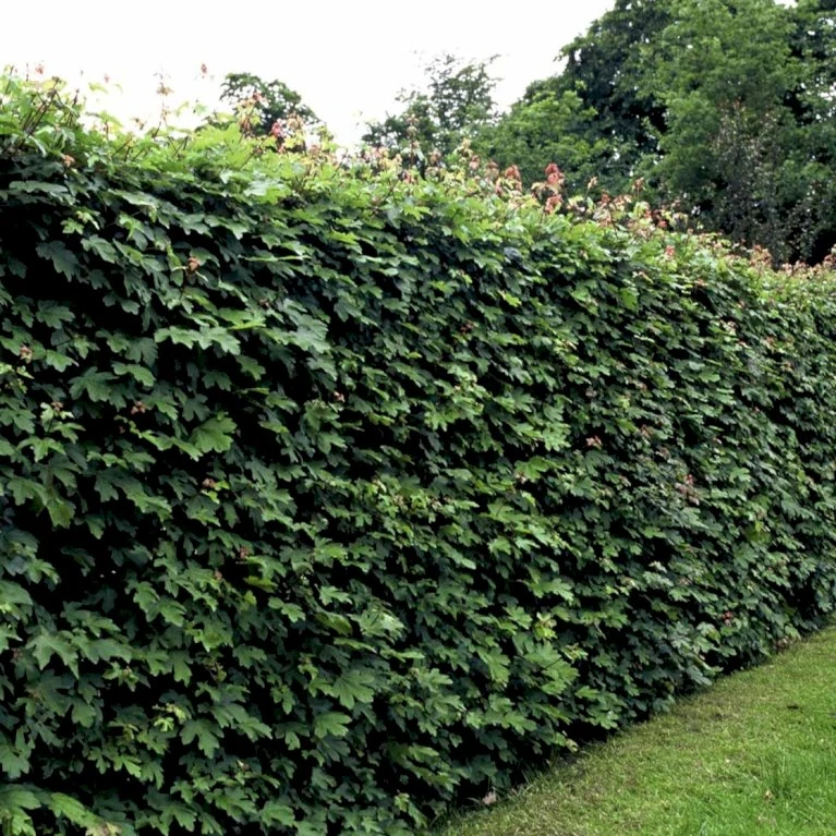 Naur Acer Campestre Barrods,- 2 års (2/0) 80-120 Cm. 4 Naur Acer Campestre Barrods,- 2 års (2/0) 80-120 Cm. - Billede 2