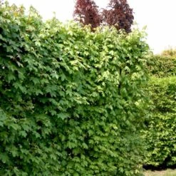 Naur Acer Campestre Barrods,- 2 års (2/0) 80-120 Cm. 13 Naur Acer Campestre Barrods,- 2 års (2/0) 80-120 Cm. -Osmoz Naturens Butik p14 54123 acer campestre f7ae
