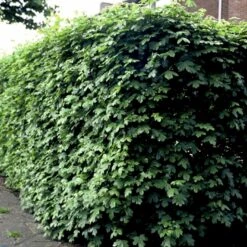 Naur Acer Campestre Barrods,- 2 års (2/0) 80-120 Cm. 14 Naur Acer Campestre Barrods,- 2 års (2/0) 80-120 Cm. -Osmoz Naturens Butik p14 54124 acer campestre 007a