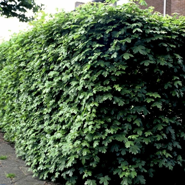 Naur Acer Campestre Barrods,- 2 års (2/0) 80-120 Cm. 6 Naur Acer Campestre Barrods,- 2 års (2/0) 80-120 Cm. - Billede 4