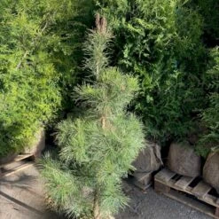 Skovfyr Pinus Sylvestris Med Klump,- 150-175 Cm. -Osmoz Naturens Butik p1502 47707 pinus sylvestris 45d2