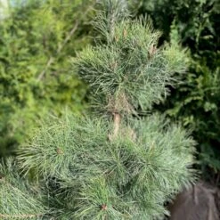 Skovfyr Pinus Sylvestris Med Klump,- 150-175 Cm. -Osmoz Naturens Butik p1502 47708 pinus sylvestris 6cc9