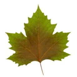 Platan 'Håkon' Platanus Acerifolia 'Håkon' Heister 175-200 Cm. Med Potte -Osmoz Naturens Butik p1507 8167 platanus acerifolia 415e