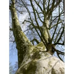 Platan 'Håkon' Platanus Acerifolia 'Håkon' Heister 175-200 Cm. Med Potte -Osmoz Naturens Butik p1507 8168 platanus acerifolia 8402