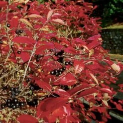 Storfrugtet Surbær Aronia Melanocarpa Barrods,- 3 års (1/2) 30-50 Cm. -Osmoz Naturens Butik p151 54127 aronia melanocarpa d643