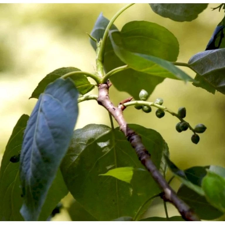 Vestamerikansk Balsampoppel 'OP42' Populus Trichocarpa 'OP42' Potte 10 Liter 200-250 Cm. 3 Vestamerikansk Balsampoppel 'OP42' Populus Trichocarpa 'OP42' Potte 10 Liter 200-250 Cm.