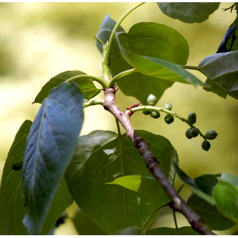 Vestamerikansk Balsampoppel 'OP42' Populus Trichocarpa 'OP42' Barrods,- 1 års (0/1) 40-60 Cm. 3 Vestamerikansk Balsampoppel 'OP42' Populus Trichocarpa 'OP42' Barrods,- 1 års (0/1) 40-60 Cm.