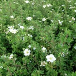 Buskpotentil 'Abbotswood' Potentilla Fruticosa 'Abbotswood' Potte 2,0 Liter,- 25-30 Cm. -Osmoz Naturens Butik p1547 47394 potentilla fruticosa abbotswood c07d