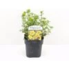 Buskpotentil 'Goldfinger' Potentilla Fruticosa 'Goldfinger' Potte 2,0 Liter,- 25-30 Cm. -Osmoz Naturens Butik p1550 33937 potentilla fruticosa goldfinger 0dc1