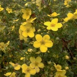 Buskpotentil 'Goldfinger' Potentilla Fruticosa 'Goldfinger' Potte 2,0 Liter,- 25-30 Cm. -Osmoz Naturens Butik p1550 47482 potentilla fruticosa goldfinger 289a