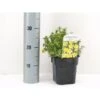 Buskpotentil 'Kobold' Potentilla Fruticosa 'Kobold' Potte 2,0 Liter,- 25-30 Cm. -Osmoz Naturens Butik p1552 34229 potentilla fruticosa kobold 102e
