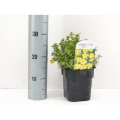 Buskpotentil 'Kobold' Potentilla Fruticosa 'Kobold' Potte 2,0 Liter,- 25-30 Cm.