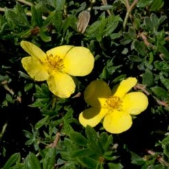 Buskpotentil 'Kobold' Potentilla Fruticosa 'Kobold' Potte 2,0 Liter,- 25-30 Cm. -Osmoz Naturens Butik p1552 47483 potentilla fruticosa kobold 842b