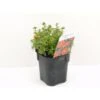 Buskpotentil 'Red Ace' Potentilla Fruticosa 'Red Ace' Potte 2,0 Liter,- 25-30 Cm. -Osmoz Naturens Butik p1556 33938 potentilla fruticosa red ace a8a7