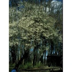 Mirabel Prunus Cerasifera Barrods,- 1 års (1/0) 30-80 Cm.