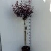 Blodblomme Prunus Cer. 'Nigra' Opstammet 90 Cm. 7,5 Liter Potte -Osmoz Naturens Butik p1606 34520 prunus cer nigra 5335