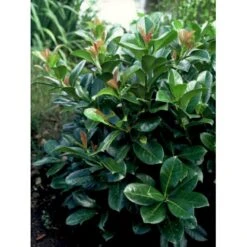 Kirsebærlaurbær 'Etna' Prunus Laurocerasus 'Etna' Opstammet 180 Cm. 12 Liter Potte -Osmoz Naturens Butik p1609 1285 prunus laurocerasus etna 12db