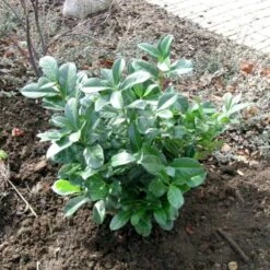 Kirsebærlaurbær 'Etna' Prunus Laurocerasus 'Etna' Opstammet 180 Cm. 12 Liter Potte -Osmoz Naturens Butik p1609 47485 prunus laurocerasus etna 3545