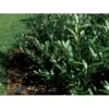 Kirsebærlaurbær 'Prufon' Prunus Laurocerasus 'Prufon' Med Klump,- 50-60 Cm. -Osmoz Naturens Butik p1611 1287 prunus laurocerasus prufon 22aa