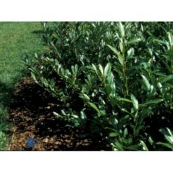 Kirsebærlaurbær 'Prufon' Prunus Laurocerasus 'Prufon' Med Klump,- 50-60 Cm.
