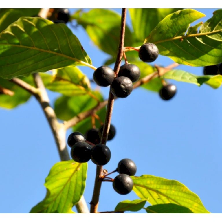 Weichsel Prunus Mahaleb Solitær Busk 150-200 Cm. - Med Klump 3 Weichsel Prunus Mahaleb Solitær Busk 150-200 Cm. - Med Klump