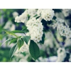 Almindelig Hæg Prunus Padus Solitær Busk 150-200 Cm. - Med Klump