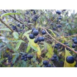 Almindelig Hæg Prunus Padus Solitær Busk 150-200 Cm. - Med Klump -Osmoz Naturens Butik p1620 21539 prunus padus 5511