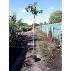 Hængende Japansk Kirsebær 'Kiku-Shidare-Sakura' Prunus Serrulata 'Kiku-shidare-sakura' Opstammet 150 Cm. Med Potte -Osmoz Naturens Butik p1629 34064 prunus serrulata kiku shidare sakura 96ea