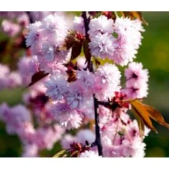 Hængende Japansk Kirsebær 'Kiku-Shidare-Sakura' Prunus Serrulata 'Kiku-shidare-sakura' Opstammet 150 Cm. Med Potte -Osmoz Naturens Butik p1629 36747 prunus serrulata kiku shidare sakura 0010