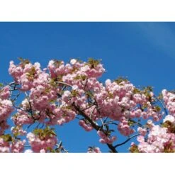 Hængende Japansk Kirsebær 'Kiku-Shidare-Sakura' Prunus Serrulata 'Kiku-shidare-sakura' Opstammet 150 Cm. Med Potte