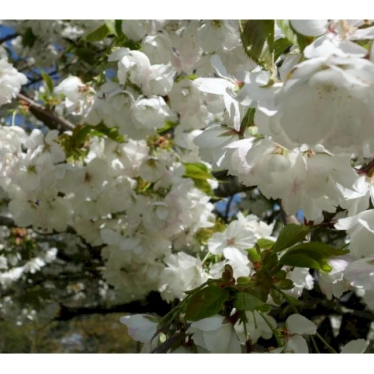 Japansk Kirsebær 'Shirotae' Prunus Serrulata 'Shirotae' Potte 10 Liter 200-250 Cm. 3 Japansk Kirsebær 'Shirotae' Prunus Serrulata 'Shirotae' Potte 10 Liter 200-250 Cm.