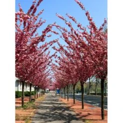 Japansk Kirsebær 'Kanzan' Prunus Serrulata 'Kanzan' Opstammet 220 Cm. Stammeomk. 8-10 Cm. 20 L. Potte 12 Japansk Kirsebær 'Kanzan' Prunus Serrulata 'Kanzan' Opstammet 220 Cm. Stammeomk. 8-10 Cm. 20 L. Potte -Osmoz Naturens Butik p1633 21540 prunus serulata kanzan 54a8