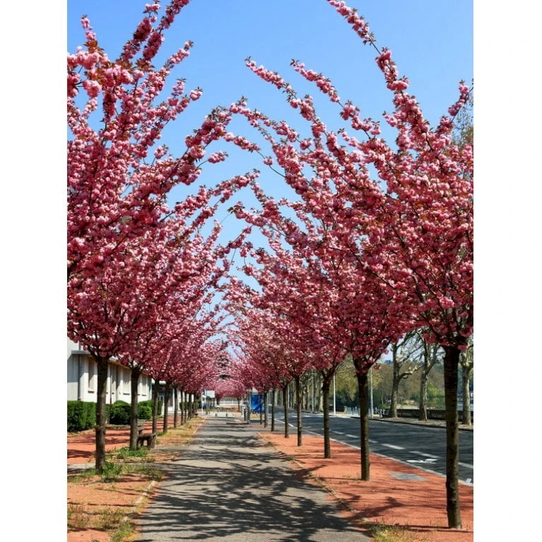 Japansk Kirsebær 'Kanzan' Prunus Serrulata 'Kanzan' Opstammet 220 Cm. Stammeomk. 8-10 Cm. 20 L. Potte 5 Japansk Kirsebær 'Kanzan' Prunus Serrulata 'Kanzan' Opstammet 220 Cm. Stammeomk. 8-10 Cm. 20 L. Potte - Billede 3