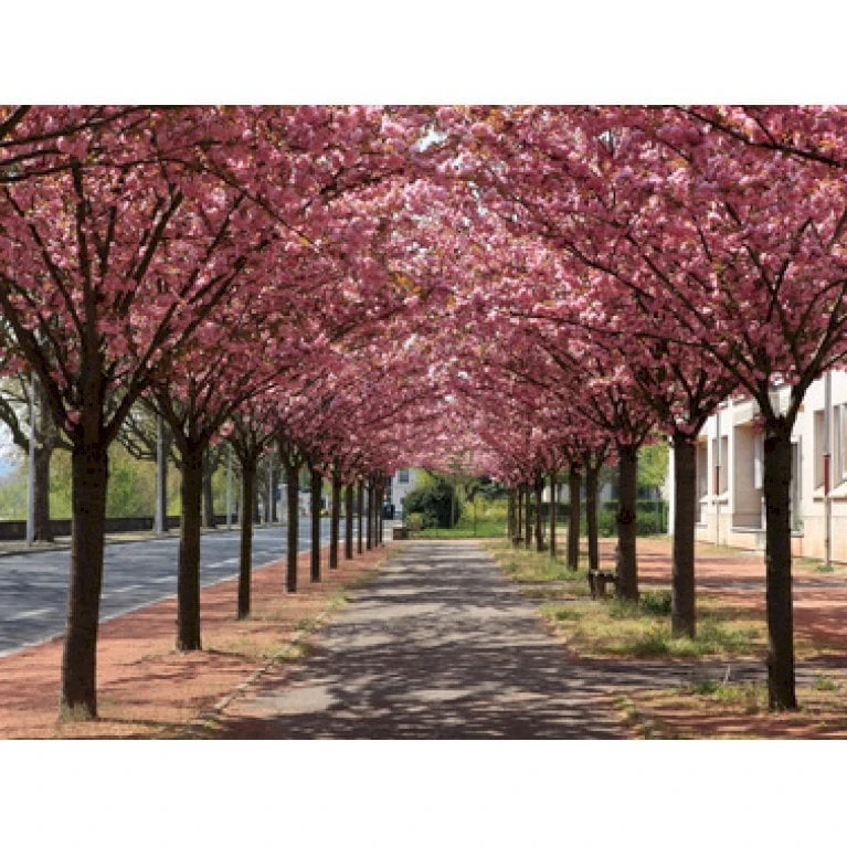Japansk Kirsebær 'Kanzan' Prunus Serrulata 'Kanzan' Opstammet 220 Cm. Stammeomk. 8-10 Cm. 20 L. Potte 3 Japansk Kirsebær 'Kanzan' Prunus Serrulata 'Kanzan' Opstammet 220 Cm. Stammeomk. 8-10 Cm. 20 L. Potte