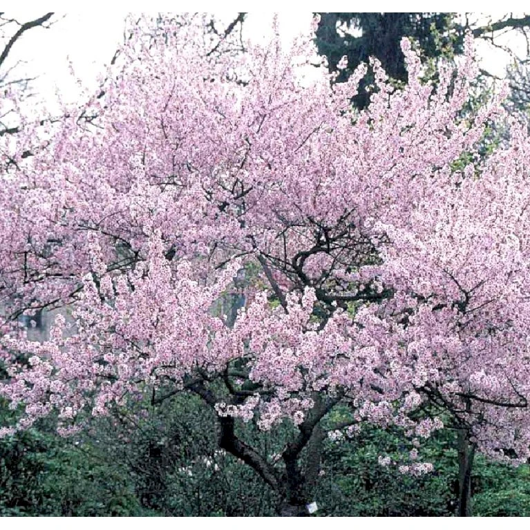 Oktoberkirsebær Prunus Subhirtella Autumnalis Med Klump,- 125-150 Cm. 3 Oktoberkirsebær Prunus Subhirtella Autumnalis Med Klump,- 125-150 Cm.