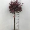 Dværgblodblomme Prunus X Cistena Opstammet 110 Cm. 7,5 Liter Potte -Osmoz Naturens Butik p1646 34523 prunus x cistena e320