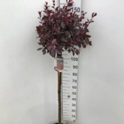 Dværgblodblomme Prunus X Cistena Opstammet 110 Cm. 7,5 Liter Potte